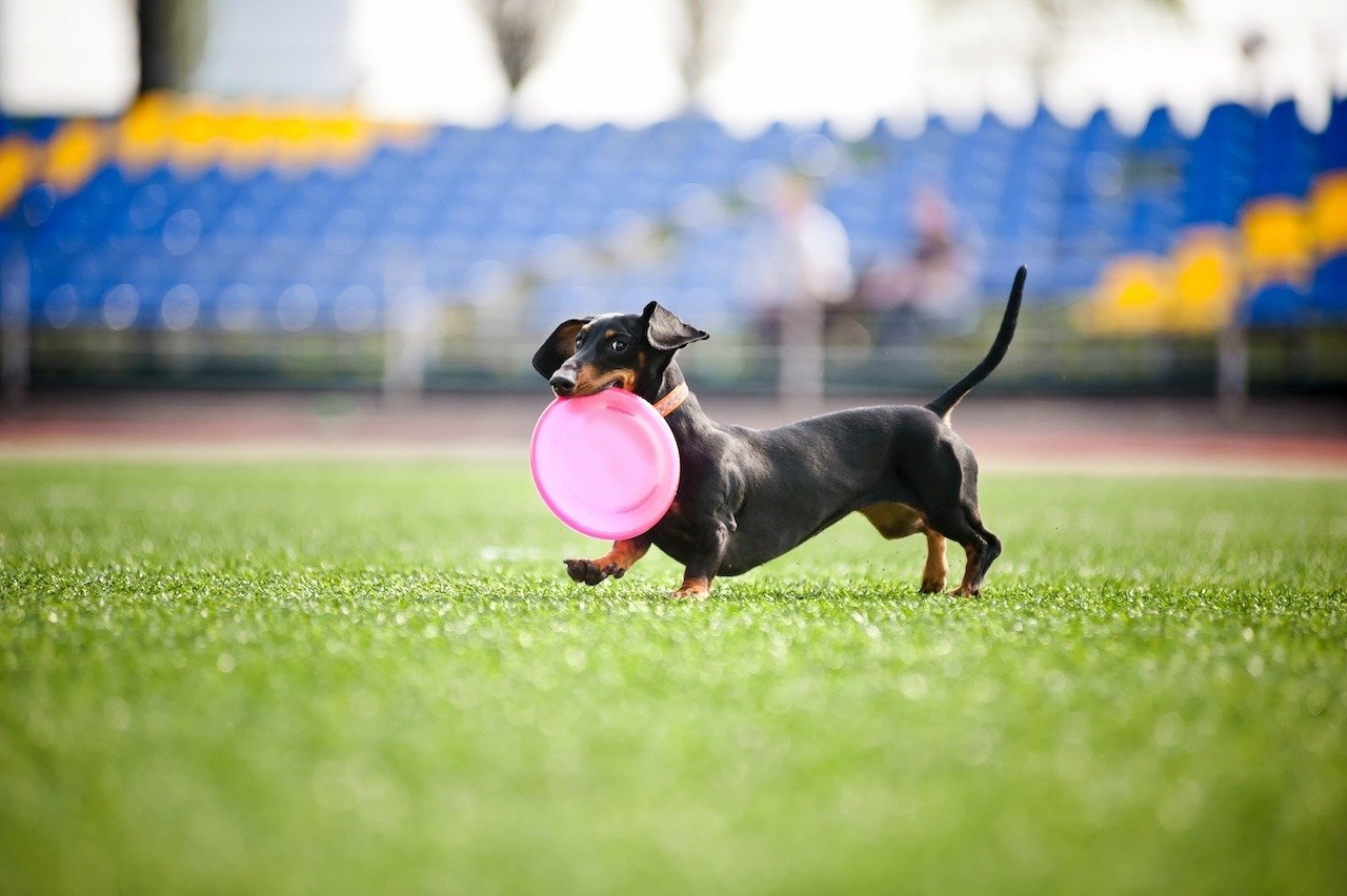 bigstock-Dachshund-Dog-Brings-The-Flyin-45576358