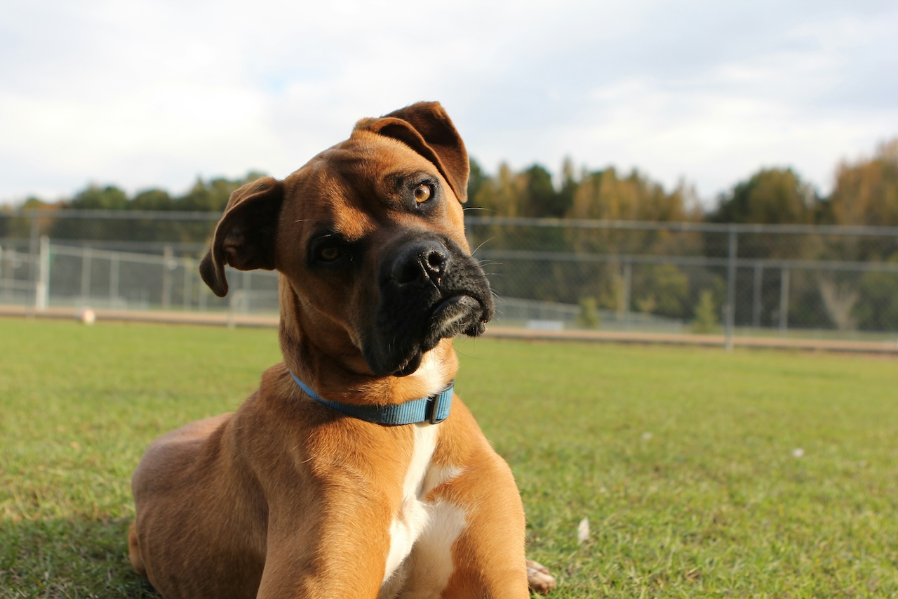 Why Artificial Dog Park Turf is better than Natural Grass